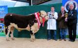 Champion Bull for Mohill breeder