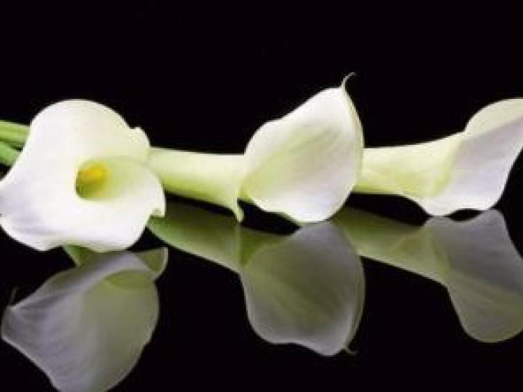 Allen Gaels tribute to the late Brendan Canning 