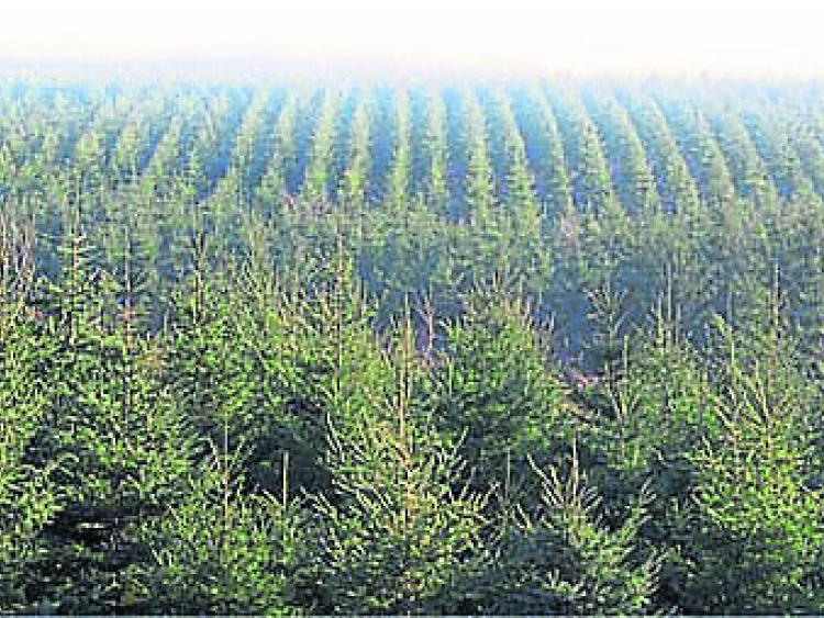 434 hectares  planted in Leitrim  last year