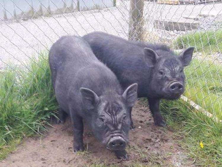 Foster home needed for pot belly pigs in Leitrim
