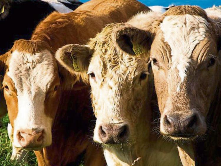 Kenny calls for sanctions on Brazilian beef