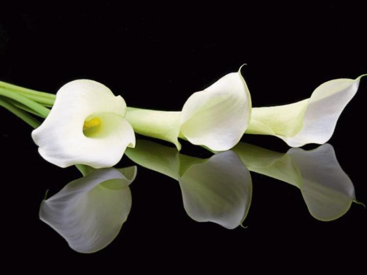 Leitrim Deaths - Friday, February  17 - Update