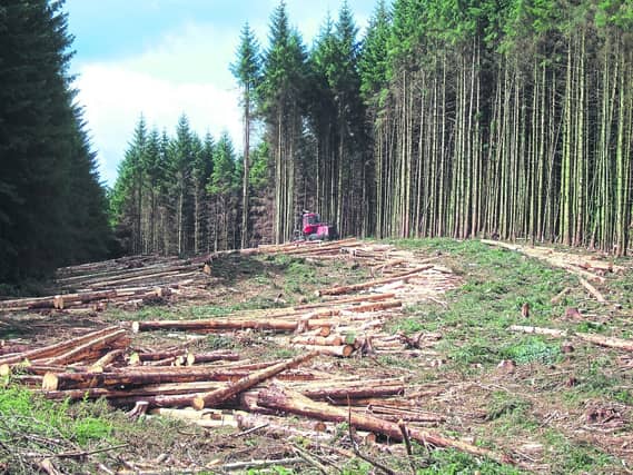 Forest cover in Leitrim reaches 20.1% as campaigners warn of pressure on farmland and rural life
