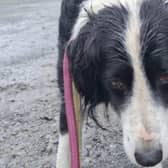 Photo via Leitrim Animal Welfare Centre/Facebook