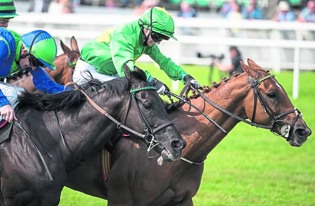 The Punter's Eye Horse Racing Tips