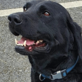 Detector dog Toby helped with the search