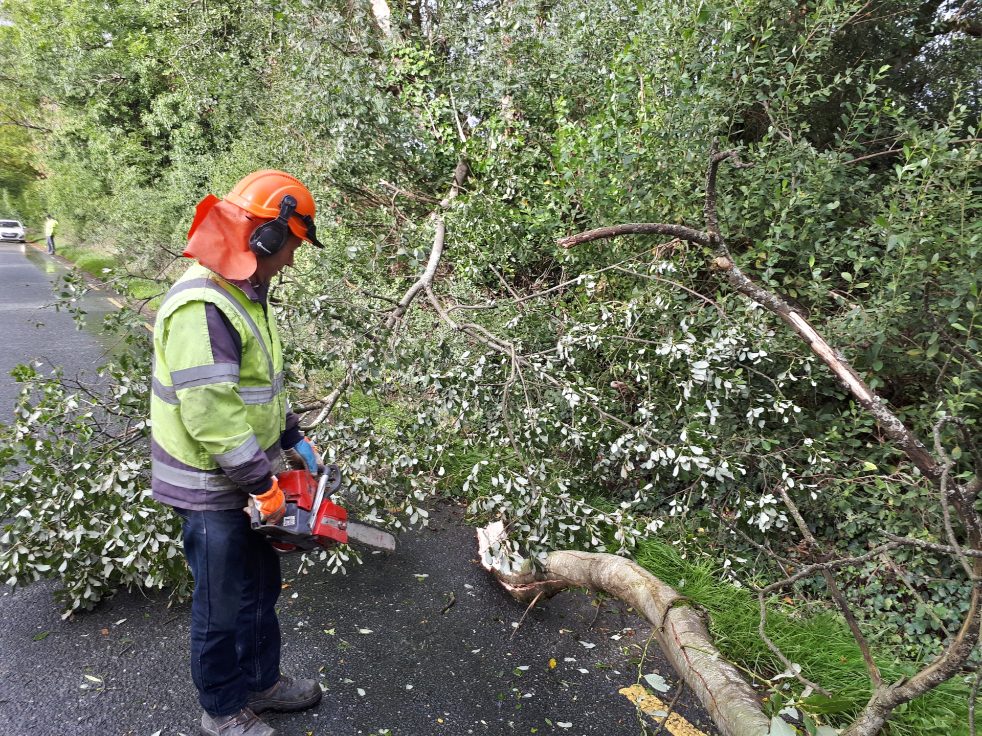 Health and Safety Authority (HSA) warns on danger posed by fallen trees ...