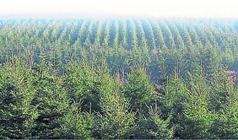 Over 20 per cent of Leitrim under forestry
