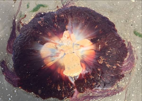 Lion's Mane jellyfish