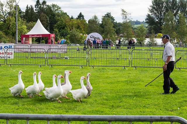 Geese Herder at Virginia Show, Cavan