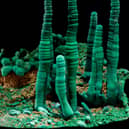 Scientists have detailed the origins and diversity of every known mineral on Earth.