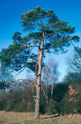 Planting of broadleaf native trees can have a very positive impact