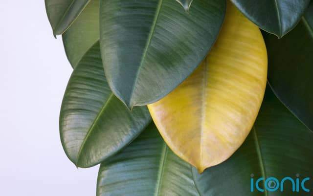 Struggling to keep that new houseplant alive? Here’s how to show them some TLC