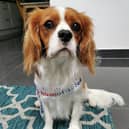 Top dog - Mr Wilson