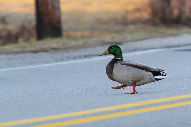 Traffic stopped in the county town to allow ducks to cross the road