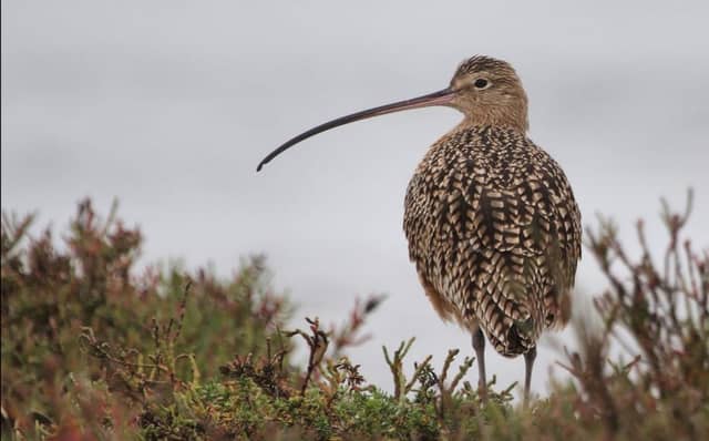 The Curlew