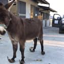 This is Blue, one of the many animals in desperate need of Donegal Donkey Sanctuary care