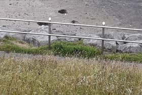 Dead fish washed up on Bundoran beach on Tuesday evening