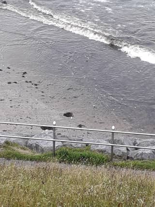 Dead fish washed up on Bundoran beach on Tuesday evening