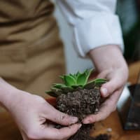 Leitrim Organic Centre to host seed saving and growing workshop
