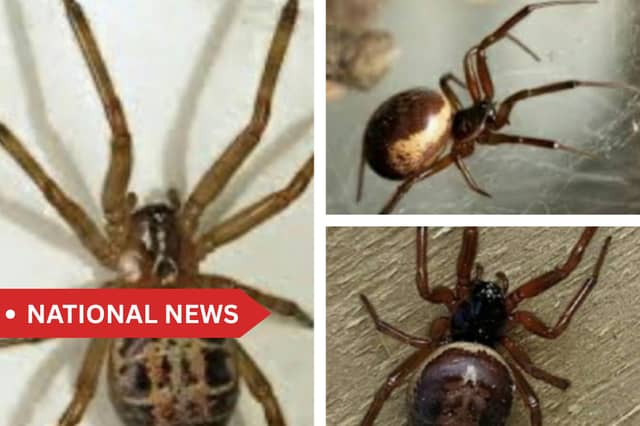 The venom of the false widow is more potent than that of native spiders