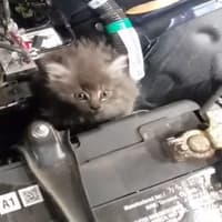 Warning to Leitrim motorists as cats found trapped in car engines during cold snap