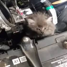 Reports flood in of cats found trapped in car engines across Leitrim 