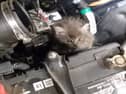 Reports flood in of cats found trapped in car engines across Leitrim 