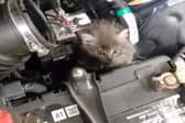 Reports flood in of cats found trapped in car engines across Leitrim 