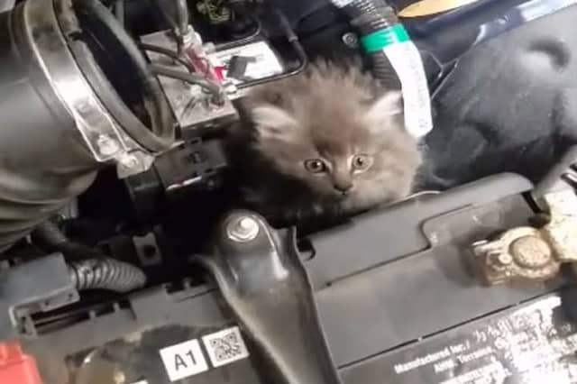 Reports flood in of cats found trapped in car engines across Leitrim