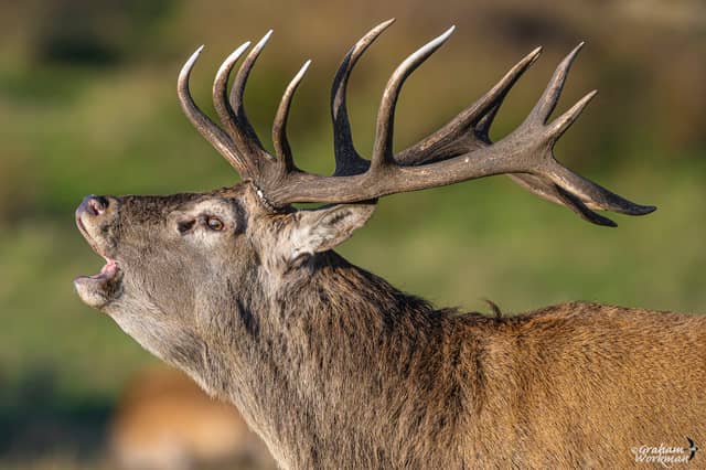 The mighty Red Deer Stag