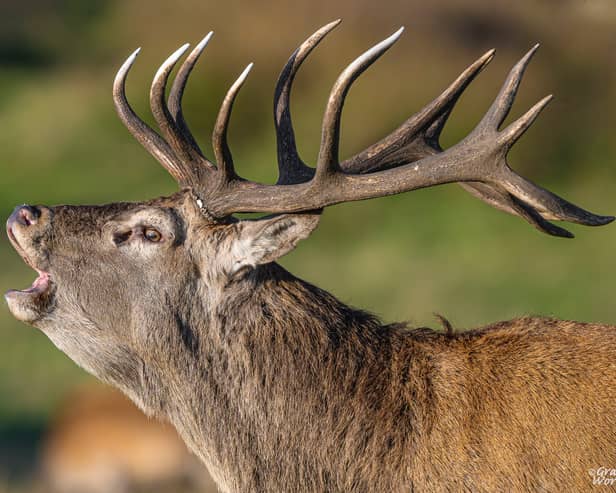 The mighty Red Deer Stag