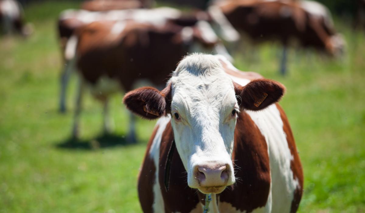 Inclusion of IBR testing in National Beef Welfare Scheme a serious ...