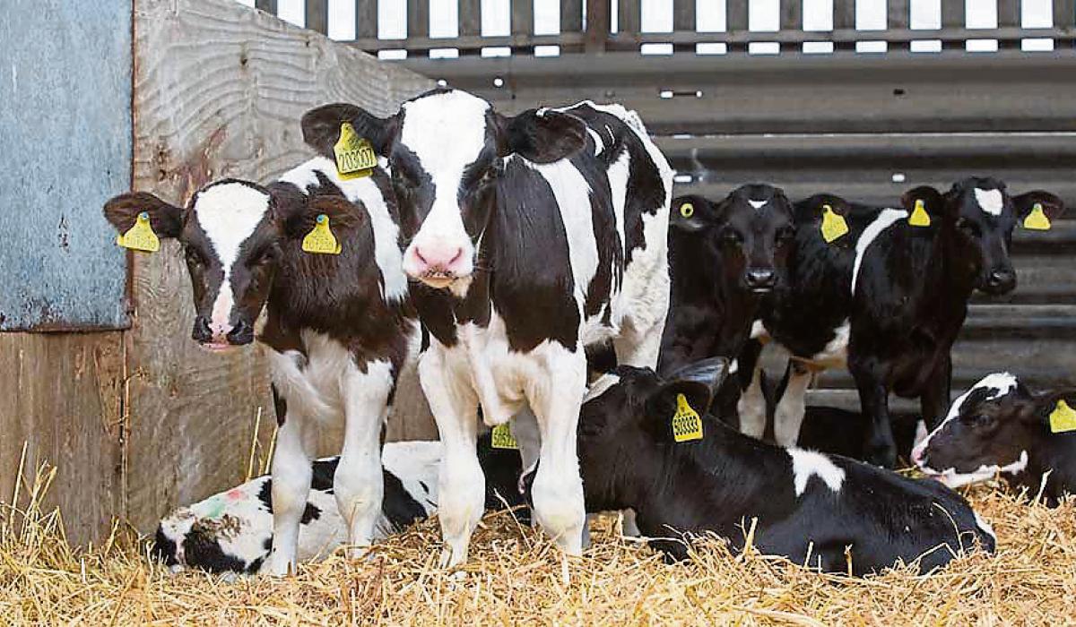 Dairy calf to beef system has to incentivise farmers IFA Leitrim Live