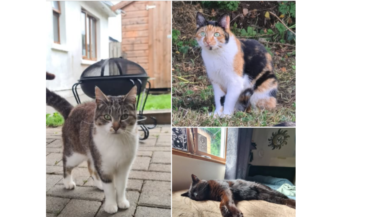 Warning issued after cat dies from suspected poisoning in south Leitrim