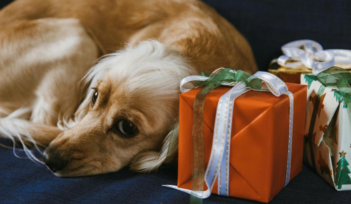 Leitrim Animal Welfare urges caution over Christmas puppy purchases