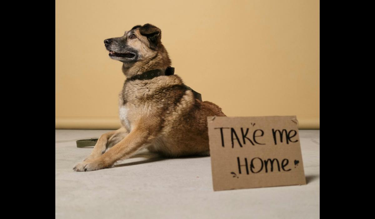 Leitrim Animal Welfare receives thousands in Government funding 