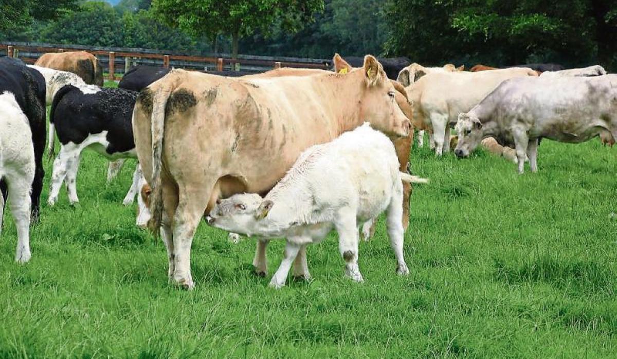 'Death nail for agriculture in the West, Nort-West'- says Sligo/Leitrim Minister