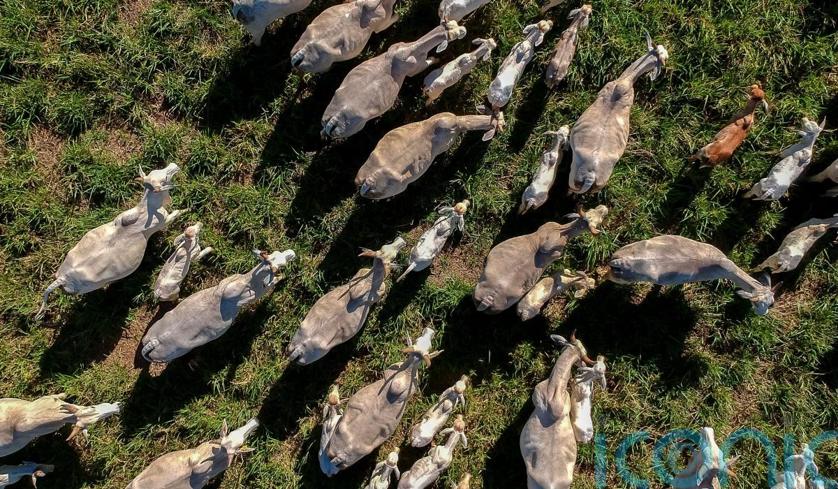 Farmers say hormone found in Brazilian beef should be ‘red line’ on trade deal