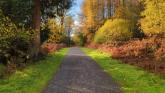 'There are leaves piling up and branches overgrown' - concern over Leitrim's greenways