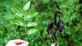 Leitrim faces growing crisis as diseased trees threaten road and personal safety