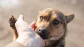 Leitrim Animal Welfare Centre launches appeal for short-term foster owners