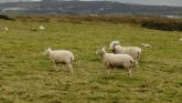 Major boost for Leitrim farmers as sheep scheme payments roll out across northwest