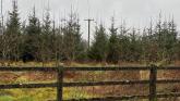 Leitrim&rsquo;s forestry nightmare: Where are we a year after Storm Eowyn?