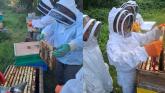 Beginners beekeeping course and information day announced in Leitrim
