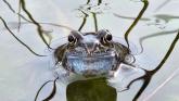 Where are all the frogs in Leitrim? Public asked to help keep a look out.