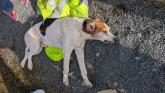 Outrage in Leitrim after stray dog killed in hit-and-run incident
