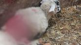 Pound escape dogs leave trail of carnage as 50 sheep killed in Longford