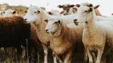 Leitrim farmers urged to apply for &euro;100 million sheep scheme