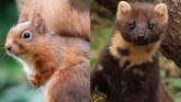 Leitrim! Keep a look out for the red squirrel and pine martin.
